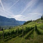 La Montagne de Reims : terroir d’exception en Champagne