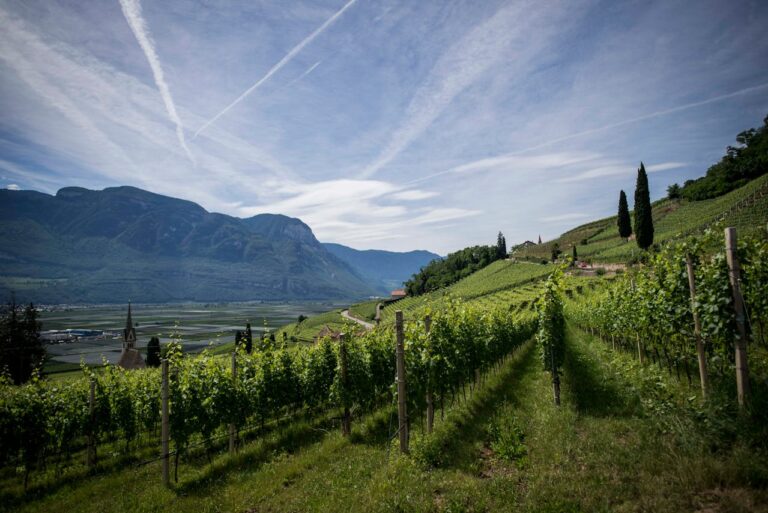 La Montagne de Reims : terroir d’exception en Champagne