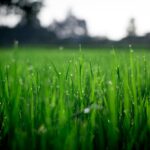 Les bénéfices environnementaux d’une pelouse naturelle