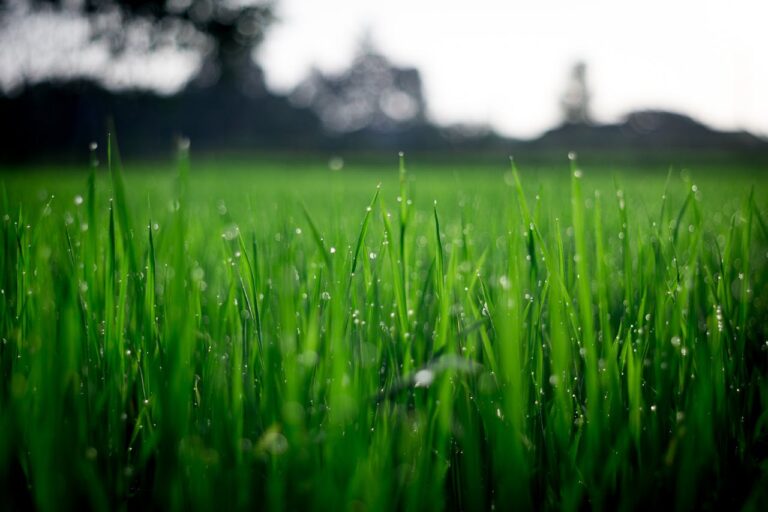Les bénéfices environnementaux d'une pelouse naturelle