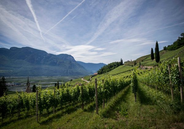 La Montagne de Reims : terroir d’exception en Champagne