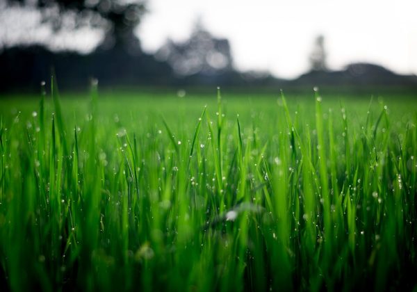 Les bénéfices environnementaux d'une pelouse naturelle